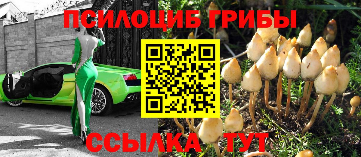 Галлюциногенные грибы Psilocybine cubensis Ярцево